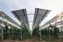 Eine Agri-PV-Anlage steht über Apfelbäumen auf dem Obsthof Bernhard in Kressbronn am Bodensee.