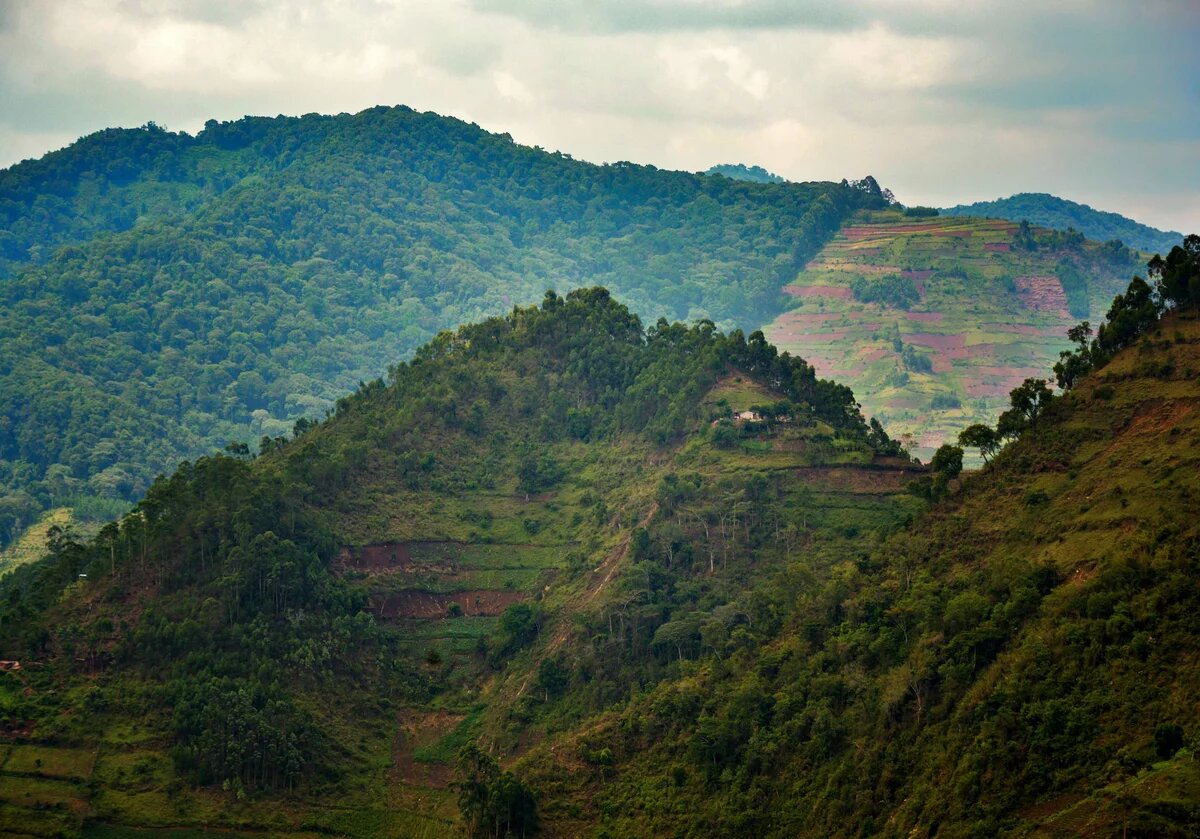 Habitat Destruction, Uganda Zerstörter Wald in Uganda